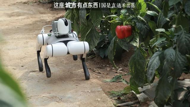 “一棵菜”撬动千亿产业｜这座城市有点东西_“一棵菜”撬动千亿产业｜这座城市有点东西_