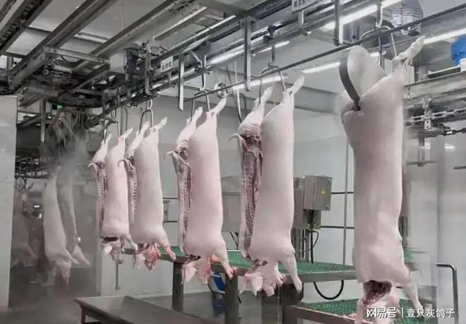 浙江“第一屠夫”：一年杀猪500万头，还有700万头的产能放着没用