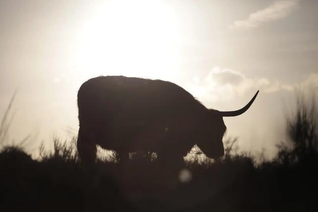 在自由现金流“长坡”，捕捉“优质奶牛”