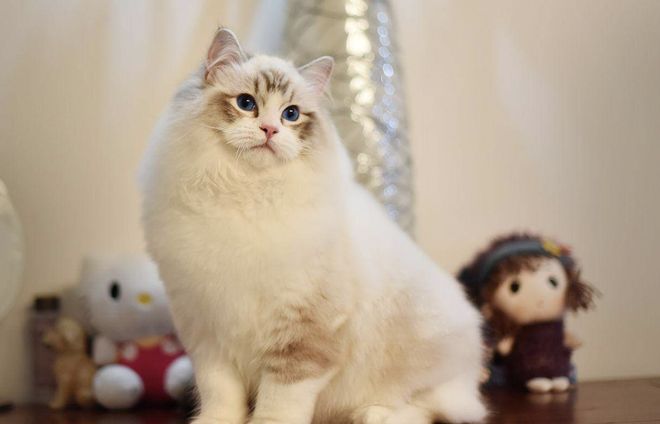 业绩持续兑现！160亿宠物经济龙头，前三季净赚3.33亿