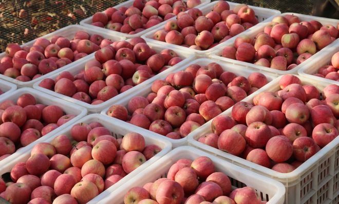 138元一杯的“苹果夹冰”,酒吧、茶饮、烤肉集体跟风__138元一杯的“苹果夹冰”,酒吧、茶饮、烤肉集体跟风