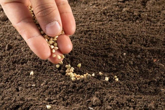 玉米种子不好怎么打官司_种玉米赔钱吗_