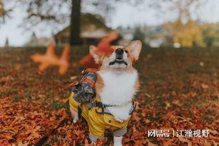 00后养宠人数约两千万，宠物经济大火怎么看？