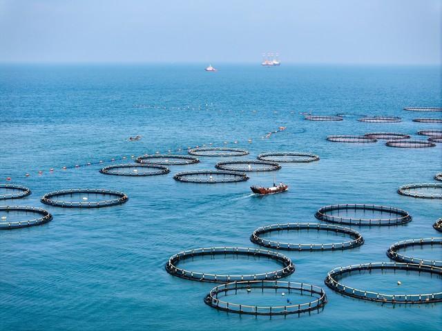 暂停进口日本水产，印度水产敢食用么？价格优势难破品质信任壁垒