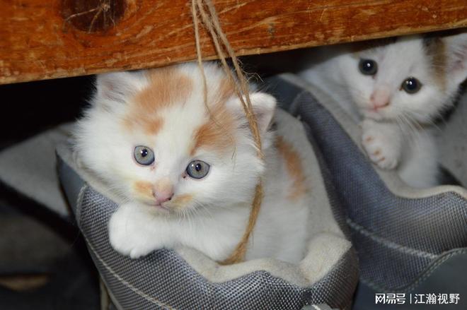 _期货买量和卖量是什么意思_米豆浆的做法