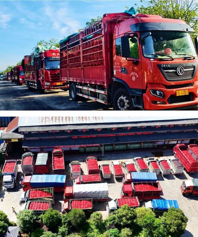 _从厨房佐餐到双十一主角,贵州酸汤突围:拼多多培土电商新周期_从厨房佐餐到双十一主角,贵州酸汤突围:拼多多培土电商新周期