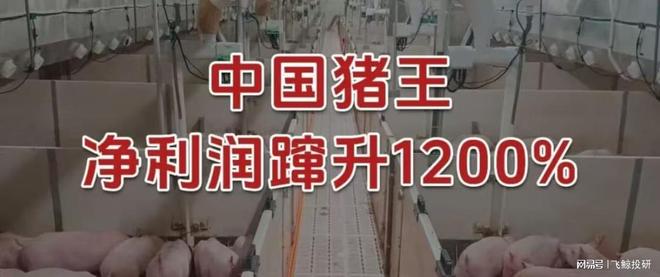 净利润蹿升1200%，中国猪王，财大气粗！