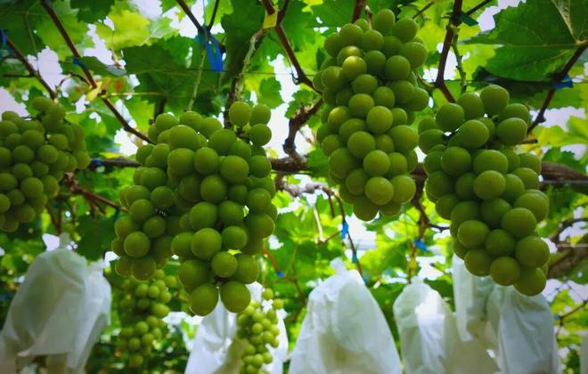 是时候重新审视日本农产品__是时候重新审视日本农产品