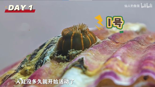年轻人的新型领养：在超市捡海底小鼻嘎_年轻人的新型领养：在超市捡海底小鼻嘎_