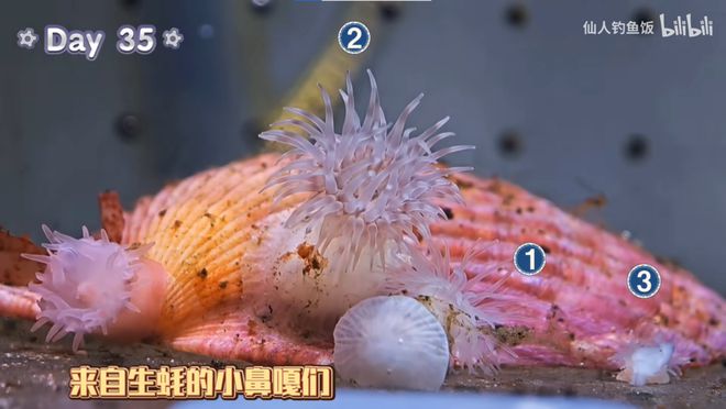 _年轻人的新型领养：在超市捡海底小鼻嘎_年轻人的新型领养：在超市捡海底小鼻嘎