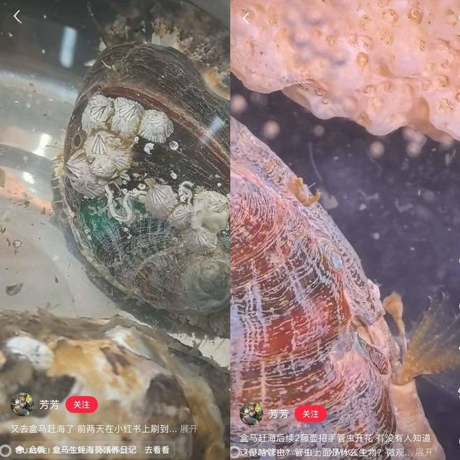 年轻人的新型领养：在超市捡海底小鼻嘎_年轻人的新型领养：在超市捡海底小鼻嘎_