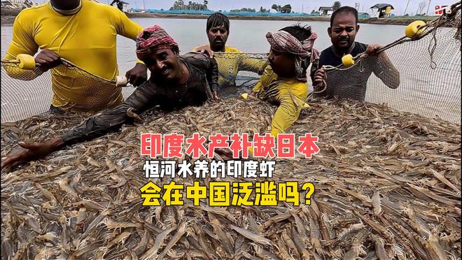 日本水产被清退，印度想来补缺，“印度脏虾”能撬开中国市场吗？