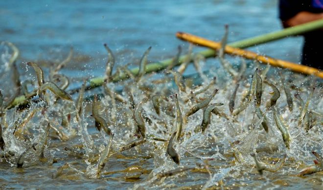 _印度虾的优缺点_印度养虾