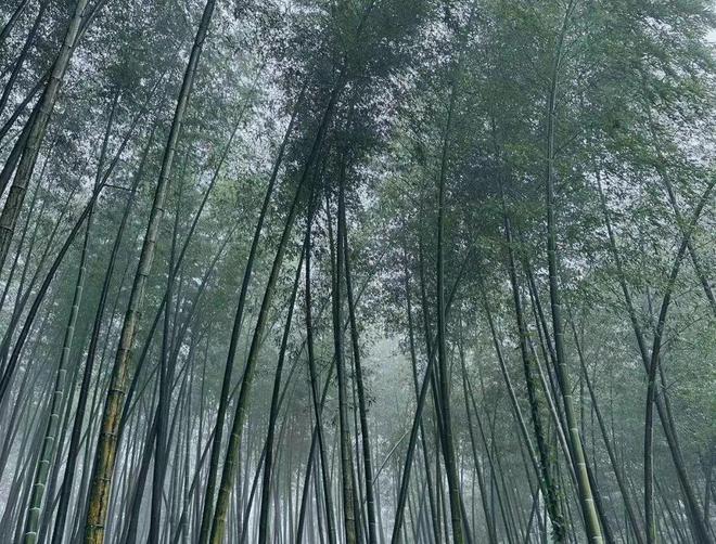 迄今未披露：贝斯美的重要子公司+疑似高管被检察院提起刑事附带民事诉讼