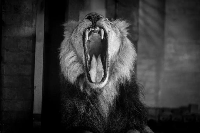 美国的咆哮时代__美国咆哮者战机