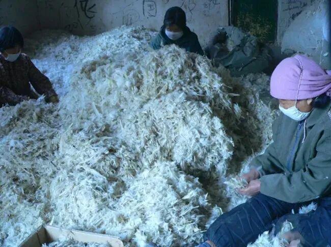 隐秘的羽绒帝国:河南小县,如何“捡”来了百亿生意?_隐秘的羽绒帝国:河南小县,如何“捡”来了百亿生意?_