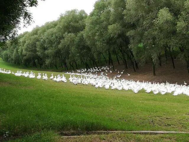 隐秘的羽绒帝国:河南小县,如何“捡”来了百亿生意?__隐秘的羽绒帝国:河南小县,如何“捡”来了百亿生意?