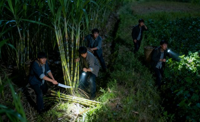 在城里憋疯的中产，开始捧红“偷甘蔗农场”