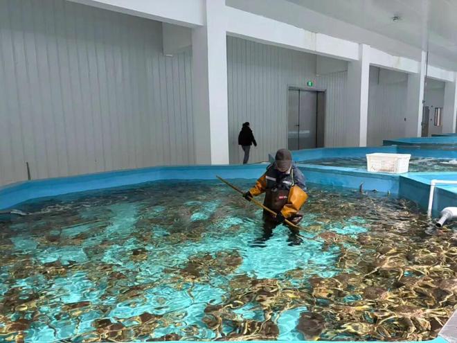 _帝王蟹盛产哪里_帝王蟹主要产区