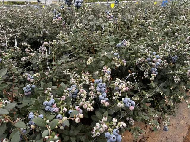 一款9分甜脆的超大新品蓝莓，为何只能在京东七鲜能买到？_一款9分甜脆的超大新品蓝莓，为何只能在京东七鲜能买到？_