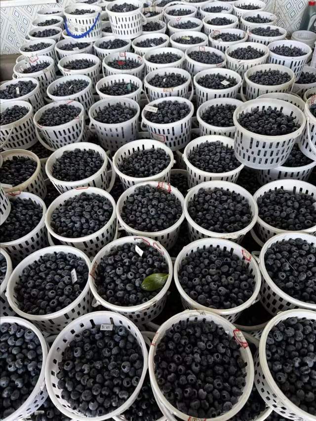 _一款9分甜脆的超大新品蓝莓，为何只能在京东七鲜能买到？_一款9分甜脆的超大新品蓝莓，为何只能在京东七鲜能买到？