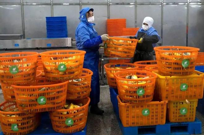 深海大黄鱼：从珍稀天价到30分钟送达市民餐桌，中间发生了什么？__深海大黄鱼：从珍稀天价到30分钟送达市民餐桌，中间发生了什么？