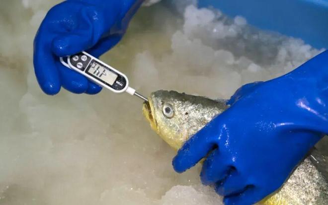 _深海大黄鱼：从珍稀天价到30分钟送达市民餐桌，中间发生了什么？_深海大黄鱼：从珍稀天价到30分钟送达市民餐桌，中间发生了什么？