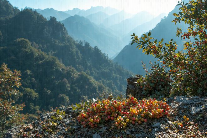 王力安防5连板，“养龙虾”的都比不上你？